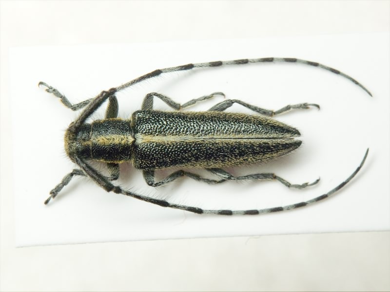 Agapanthia suturalis (Fabricius, 1787)